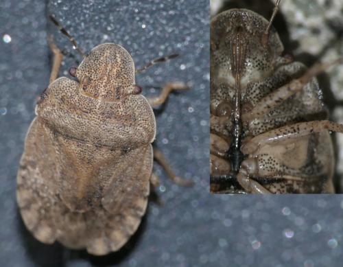 Sciocoris (homalonotus-microphthalmus)